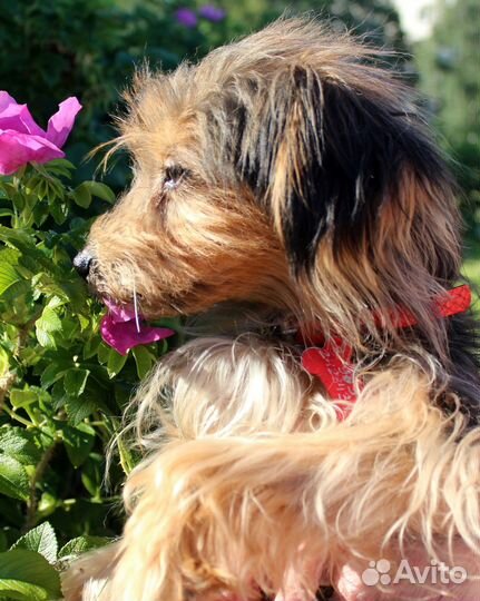 Маленький чудесный Топик ищет добрый дом