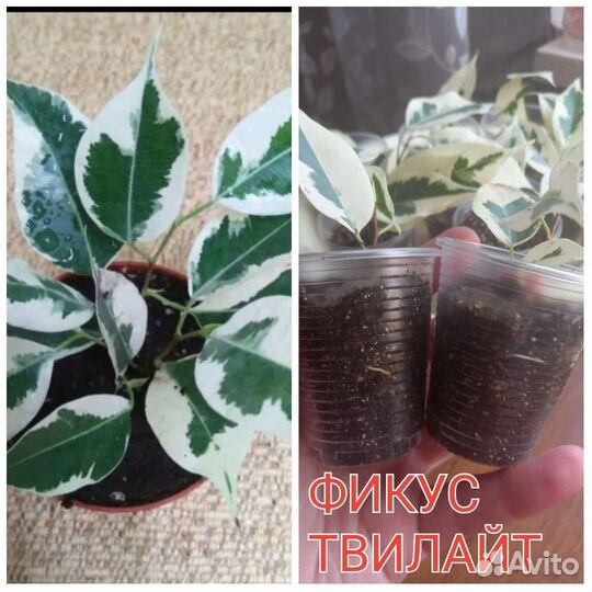 Комнатные растения,черенки