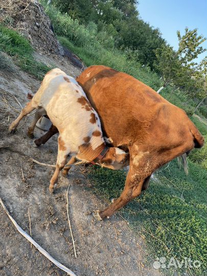 Корова дойная с теленком