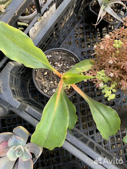 Каланхоэ, фикус, крассула