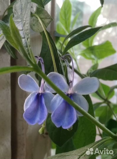 Комнатные лианы для вертикального озеленения