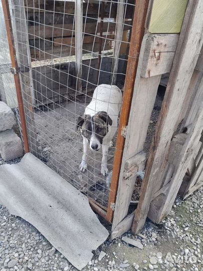 Собака порода Алабай,8 месяцев,девочка