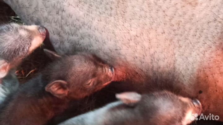 Вьетнамские вислобрюхие поросята