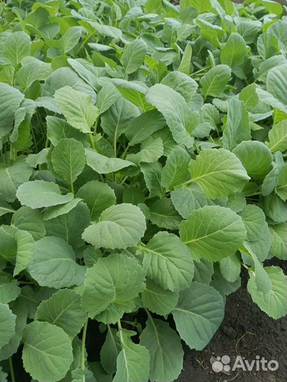 Рассада помидор и перцев, поздняя капуста