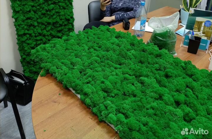 Стабилизированный мох