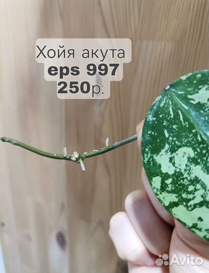 Хойя акута eps 997