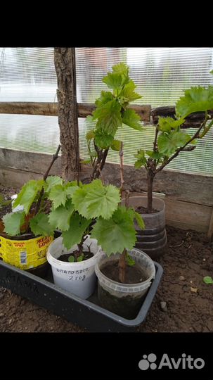 Виноград Благовест саженец двухлетний