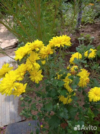 Хризантема желтая