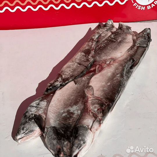 Горбуша дикая Дальневосточная