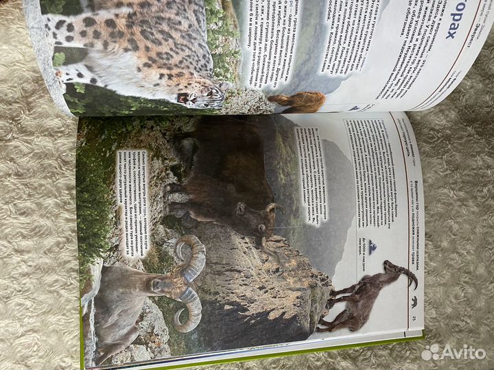 Энциклопедия современная животные