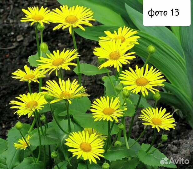 Многолетние цветы 2