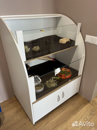 Морские свинки