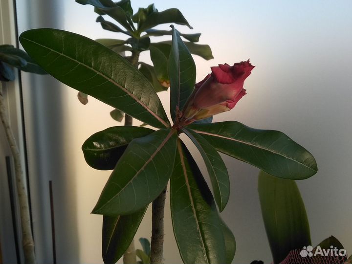 Адениум взрослый
