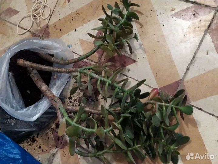 Денежное дерево толстянка взрослое