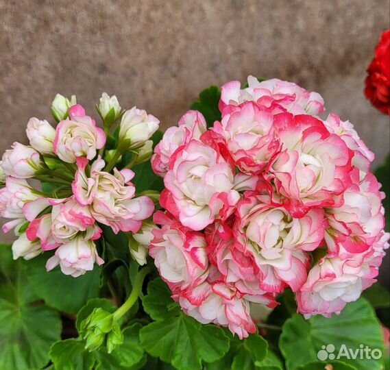 Пеларгония герань,множество современных сортов