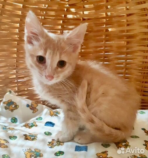 Рыжий котенок мальчик