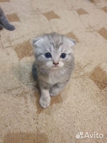 Котята на авито в орле. Шотландские котята фото. Авито омск шотландская. Авито омск шотландская. Авито омск шотландская.