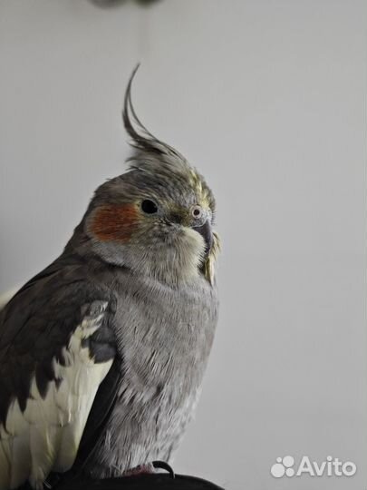 Попугай корелла ручной