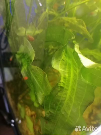 Набор аквариумных растений