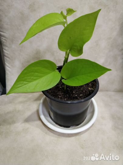 Эпипремнум neon и Н- джой