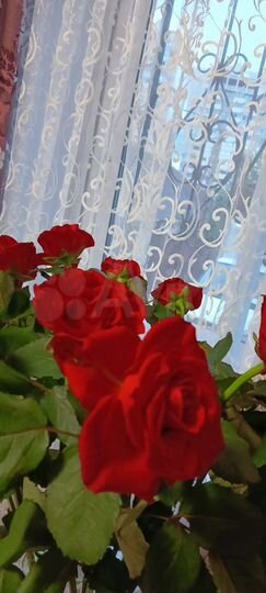 Комната 20 м² в 3-к., 1/2 эт.