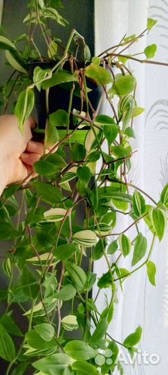 Традесканции