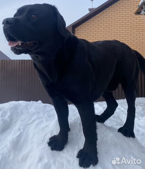 Кобель лабрадора Вязка