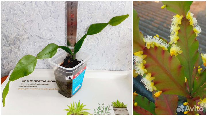 Сингониум, Сциндапсус, Эпипремнум, эпифиллум, рипс