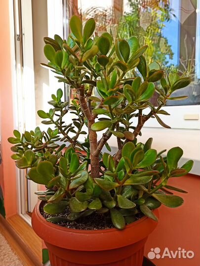 Комнатные цветы Денежное дерево Крассула Толстянка