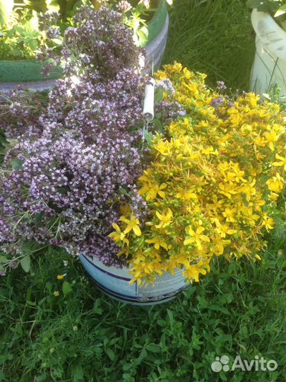 Душица, зверобой