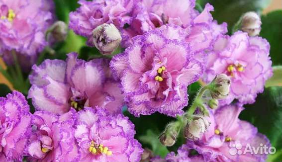 Фиалки сортовые