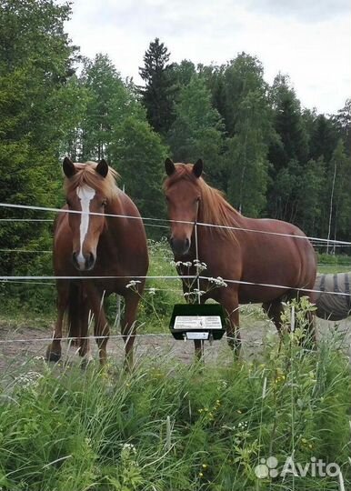 Электропастух от завода
