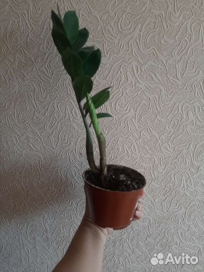 Замиокулькас