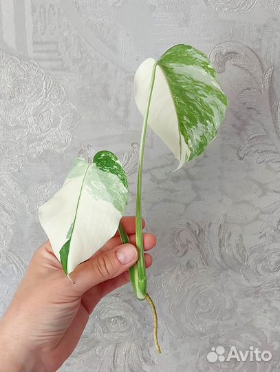 Монстера альба