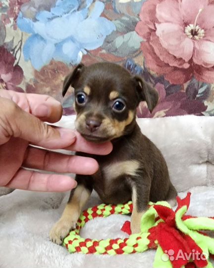 Мальчик тойчик РКФ