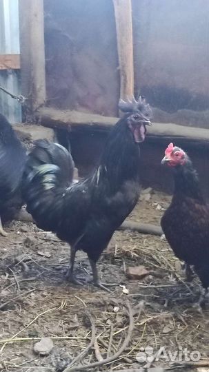 Петушки молодые