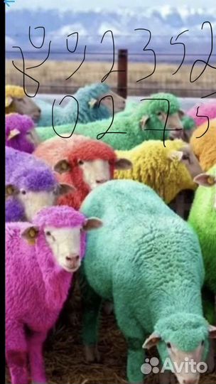 Ягнята