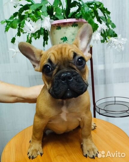 Французский бульдог щенки