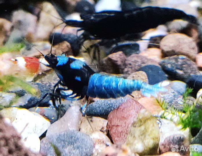 Креветки - сакура, желтая, синяя, жемчуг, аманки