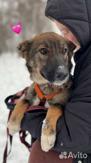 Щенок Тиша ищет маму