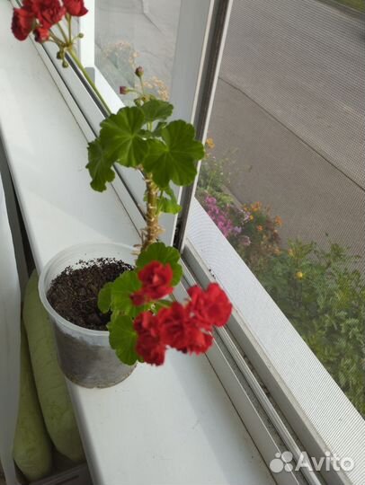 Пеларгония герань