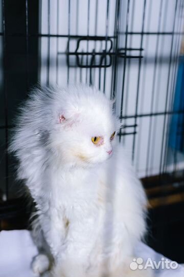 Красавица Пудра, чисто белая, стерилизованная