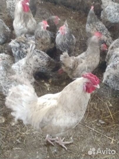 Куры,петухи,цыплята, инкубац яйцо пушкинская линия