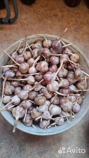 Чеснок озимый
