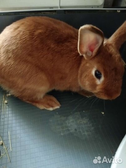 Кролик с клеткой