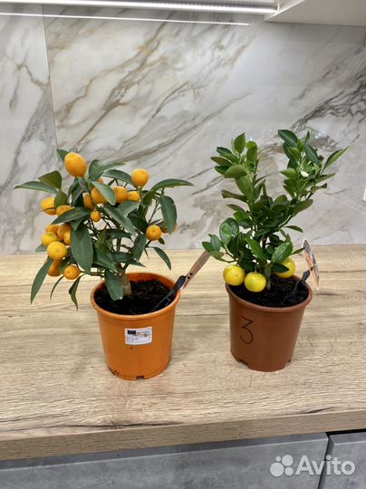 Мандариновое дерево