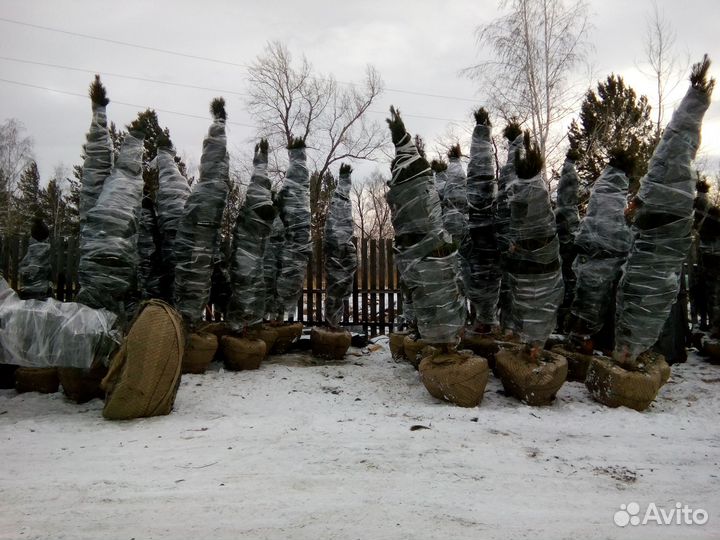 Кедр Сибирский, дерево-крупномер экстра, 3-5 м