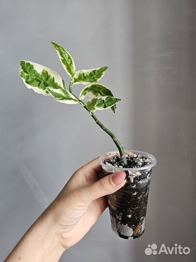 Комнатные растения