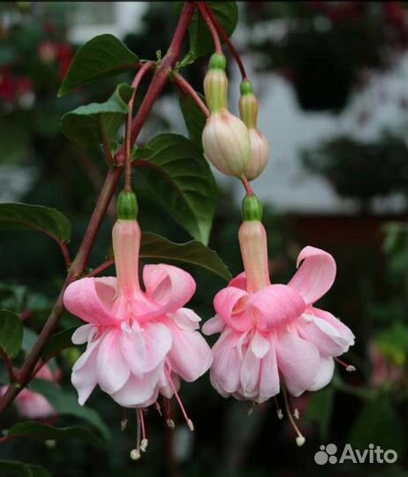 Фуксии коллекционные