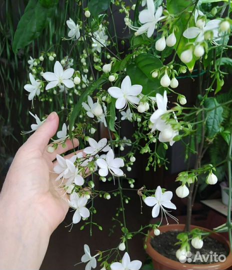 Клеродендрумы сортовые